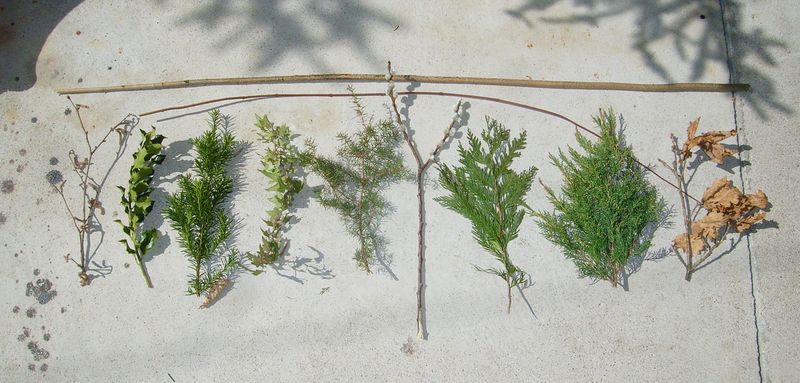 Datei:Palmbuschenzubehör .jpg
