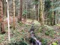 Quellbereich westlich des Neuwegstübel