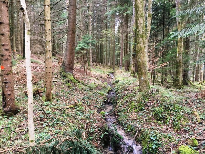 Datei:NußBach9.JPG